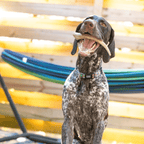 Reindeer Antler Dog Chews | Organic Chews for Dogs