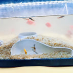3D Printing Aquarium Tunnel Cave Single Hole Shelter Shrimp Cave Spacious Interior Natural Curve Under Gravel Tunnel