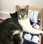 Cat Kicker Bed Pillow Catnip Kicker Toy